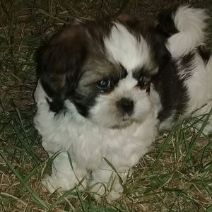 Meet your Posher, Benjamin